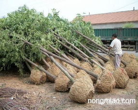 河北苗木綠化苗木河北欒樹河北國槐